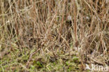 Common Snipe (Gallinago gallinago)