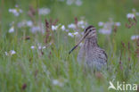 Common Snipe (Gallinago gallinago)