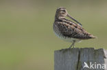 Watersnip (Gallinago gallinago)