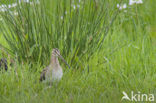 Watersnip (Gallinago gallinago)