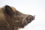 Wild Boar (Sus scrofa)