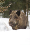 Wild Boar (Sus scrofa)