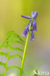 Bluebell (Scilla non-scripta)