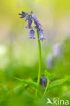 Bluebell (Scilla non-scripta)