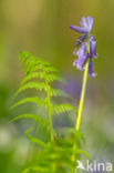 Bluebell (Scilla non-scripta)