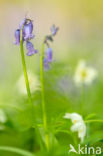 Bluebell (Scilla non-scripta)