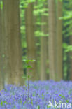 Bluebell (Scilla non-scripta)