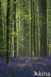 Bluebell (Scilla non-scripta)