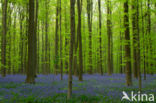 Bluebell (Scilla non-scripta)