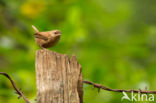 Wren (Troglodytes troglodytes)