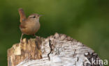 Winterkoning (Troglodytes troglodytes)