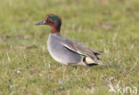 Green-winged Teal (Anas crecca)