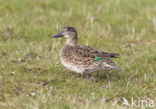 Green-winged Teal (Anas crecca)