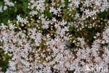 White Stonecrop (Sedum album)