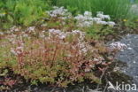 White Stonecrop (Sedum album)