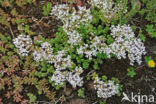 White Stonecrop (Sedum album)