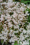 White Stonecrop (Sedum album)