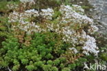 White Stonecrop (Sedum album)