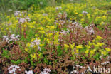 White Stonecrop (Sedum album)