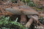 Witbruine ridderzwam (Tricholoma albobrunneum) 