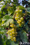 Grape-vine