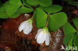 Witte klaverzuring (Oxalis acetosella)