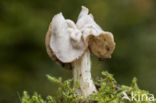 Witte kluifzwam (Helvella crispa)