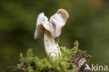 Witte kluifzwam (Helvella crispa)