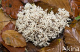 Witte koraalzwam (Clavulina coralloides)