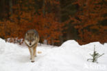 Wolf (Canis lupus)