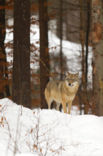 Wolf (Canis lupus)