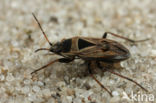 Xanthochilus quadratus