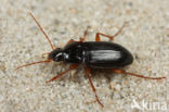 Calathus erratus