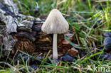 Zeeduininktzwam (Coprinus ammophilae)