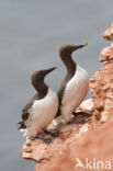 Guillemot