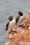 Guillemot