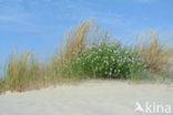 Sea Rocket (Cakile maritima)