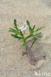 Zeeraket (Cakile maritima)