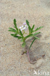 Sea Rocket (Cakile maritima)