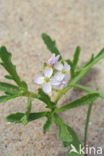 Zeeraket (Cakile maritima)