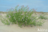 Sea Rocket (Cakile maritima)