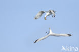 Zilvermeeuw (Larus argentatus)