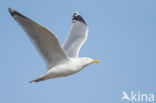 Zilvermeeuw (Larus argentatus)