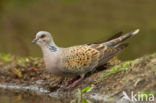 Zomertortel (Streptopelia turtur)