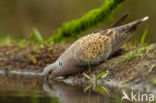 Zomertortel (Streptopelia turtur)