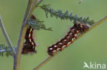 Zuringuil (Acronicta rumicis)