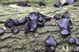 Black jelly drops (Bulgaria inquinans)