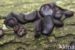 Black jelly drops (Bulgaria inquinans)