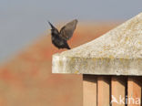 Spotless Starling (Sturnus unicolor)