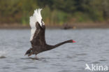 Zwarte Zwaan (Cygnus atratus)